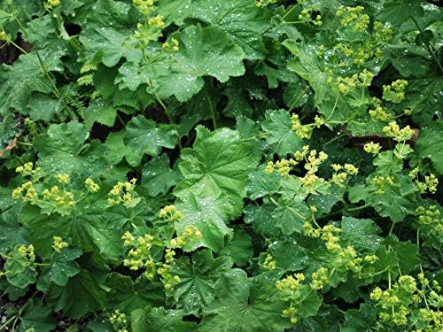 Perennial Farm Marketplace Alchemilla mollis (Lady's Mantle) Groundcover, 1 Quart, Light Green Foliage (Pack of 6) - Image 2