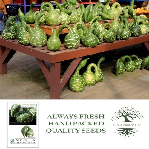 Speckled Swan Gourd Seeds (Lagenaria siceraria 'Speckled Swan') –15 Non-GMO Heirloom Seeds by Isla’s Garden Seeds, Unique Swan-Like Shape w/Decorative Speckles, Ideal for Crafts, Fall Displays & More - Image 4