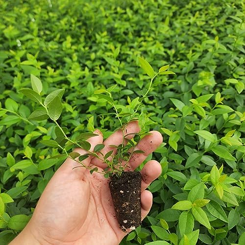 Blueberry Plant Top Hat Live for Sale (4 Pack) | Easy to Grow Plants | Edible Fruit Plant for Sustainable Living | Grow Your own Food on Your Edible Organic Garden | Live for Planting | No Seeds - Image 2