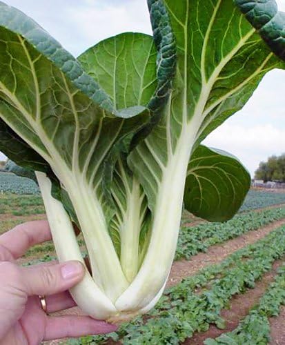 1000 Canton Pak Choi Bok Choy Chinese Cabbage Seeds Heirloom Non-GMO - Image 2