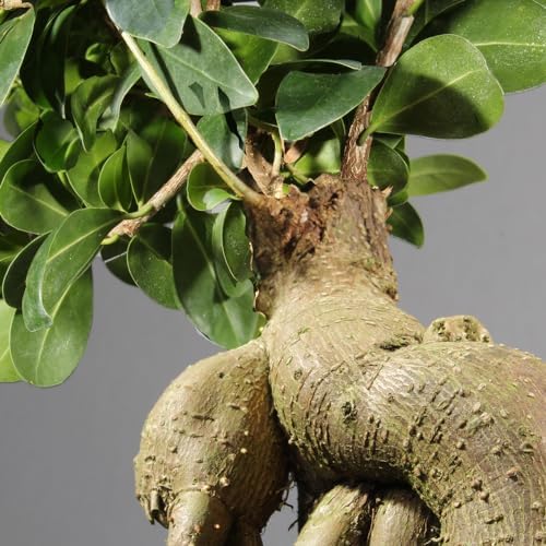 Brussel's Bonsai - Small Ficus Live Bonsai Tree, Potted Indoor Plant - Image 5