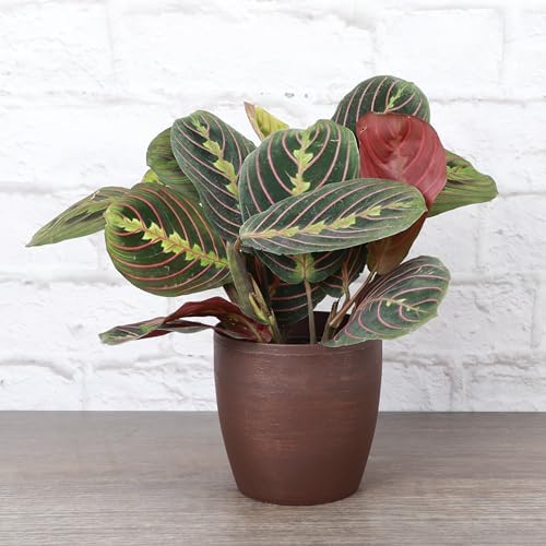 Live Red Prayer Plant, Pet Friendly, Easy to Grow, 4" Diameter Pot - Image 2