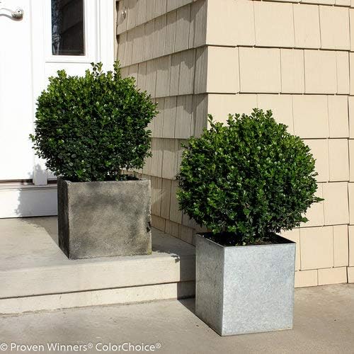 Green Promise Farms BUXUS Micro. `Sprinter` (Boxwood) Evergreen, 3 Size Container, Green Foliage - Image 3