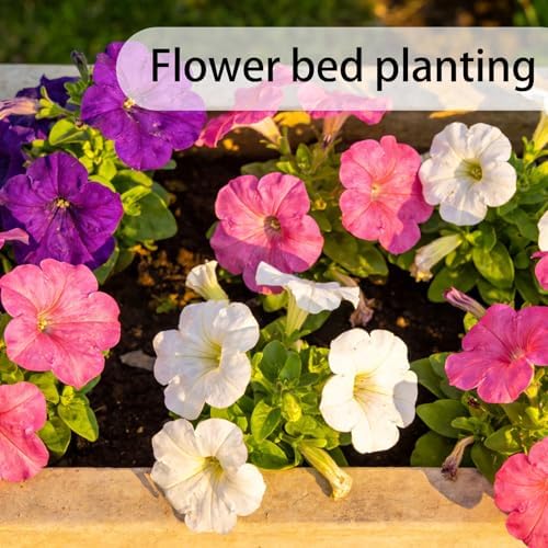 Petunia Seeds for Planting Outdoor, 10000 Heirloom Heritage Variety Seeds - Image 4
