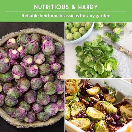 Brussels Sprouts Seeds 3 Variety Pack for Planting - Survival Garden Seeds - Image 5