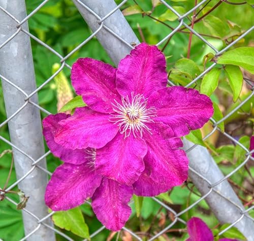 CarpetC 200+ Mixed Clematis Seeds for Planting, Perennial Climbing Vine Large Blooms, Non-GMO Heirloom Flower Seeds for Trellises, Arbors & Garden Fences - Image 4