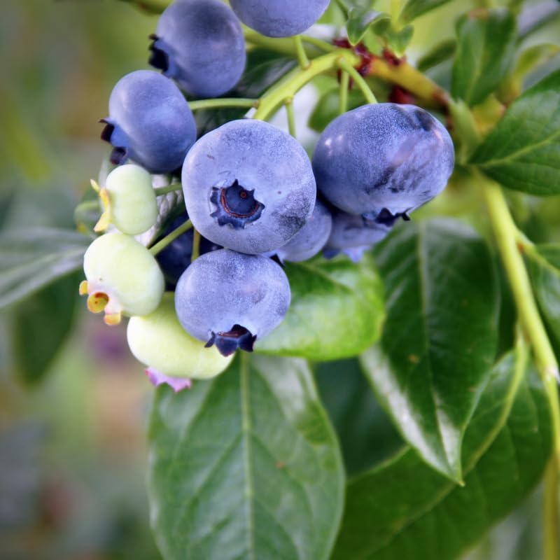 2 Duke Blueberry Plants Live, Sweet Berry Shrub, 5-12" Tall - Image 3