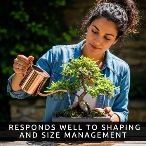 1 Blueberry Bonsai Tree Seedling – 1 Year Old Live Plant, Well Rooted Fruit Bearing Shrub for Container Growing, Edible Bonsai Starter for Patio, Indoor or Outdoor Gardening - Image 2