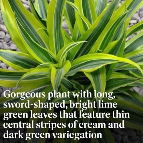American Plant Exchange Dracaena Lemon Lime – 3-Gallon with Pot – Live Indoor/Outdoor Air Purifying Plant, Vibrant Green Foliage for Home, Office, or Patio Decor - Image 3