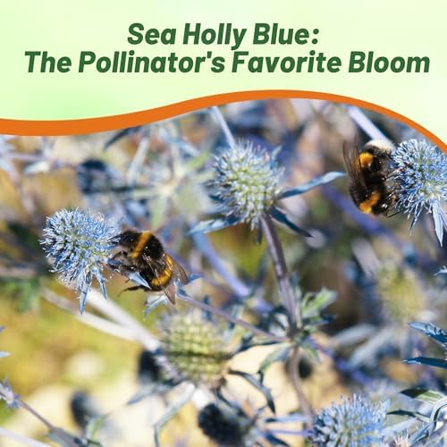 Outsidepride Silver Blue Sea Holly Seeds for Planting - 5000 Pcs Perennial Drought-Tolerant Eryngium Cut Flower Garden Seeds for Floral Arrangements, Pollinator & Low Water Gardens - Image 5