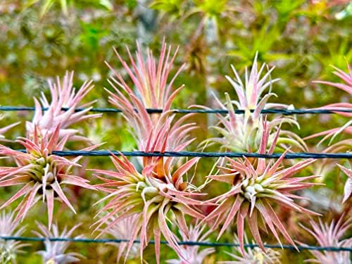 ragnaroc Air Plants Bulk - Tillandsia Ionantha Wholesale Pack, Regular 1-3" - 25ct - Live Arrival Guaranteed - House Plants for Home Decor & Gift - Image 5