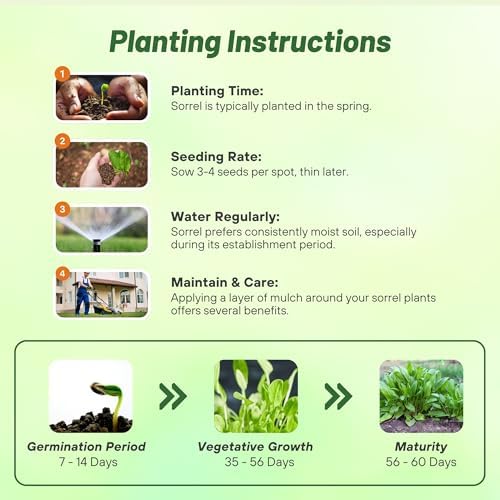 Outsidepride Sorrel Seeds - 5,000 Pcs Perennial, Easy-to-Grow, Drought and Frost Tolerant Herb & Microgreens for Culinary Use, Pollinator Gardens, and Outdoor Landscaping - Image 4