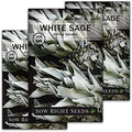 Sow Right Seeds - White Sage Seed for Planting Perennial Medicinal Herb 3pk by SowRightSeeds