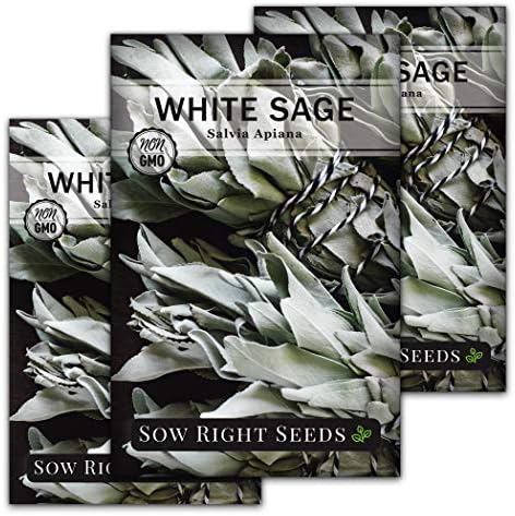 Sow Right Seeds - White Sage Seed for Planting Perennial Medicinal Herb 3pk by SowRightSeeds