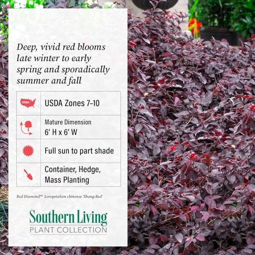 Red Diamond Loropetalum (2.5 Quart) Flowering Evergreen Shrub with Purple Foliage - Full Sun to Part Shade Live Outdoor Plant - Southern Living Plants - Image 4