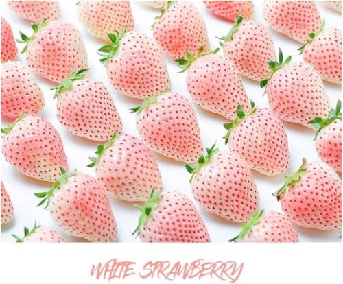 800 Mixed Strawberry Seeds - 4 Colors - Non-GMO Heirloom Perennial Seeds for Planting - Sweet Juicy Berries, Suitable for Indoor/Outdoor Gardens, Pots & Flower Beds - Image 3