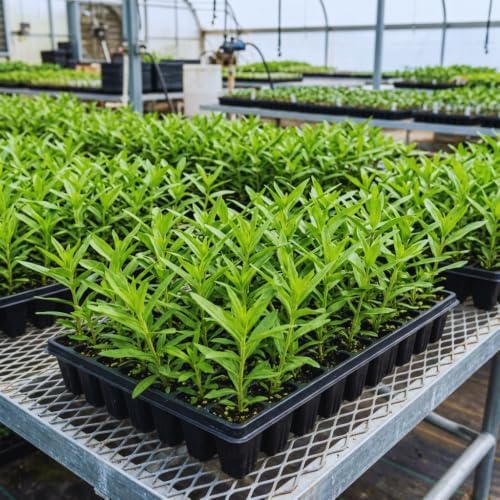 2 Orange Milkweed Live Plants, Outdoor Garden Flower Plant, 4-6 Inch Tall - Image 4