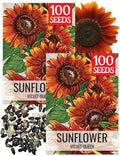 Seed Needs Velvet Queen Sunflower Seeds to Plant Cut Flowers - 2 Packs by SeedNeeds