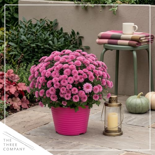Chrysanthemum (Color Match Deco Pot), Pink Blooms, Live Fall Flowering Perennial, 15" Tall by 12" Wide in 3 Qt Pot - Image 6