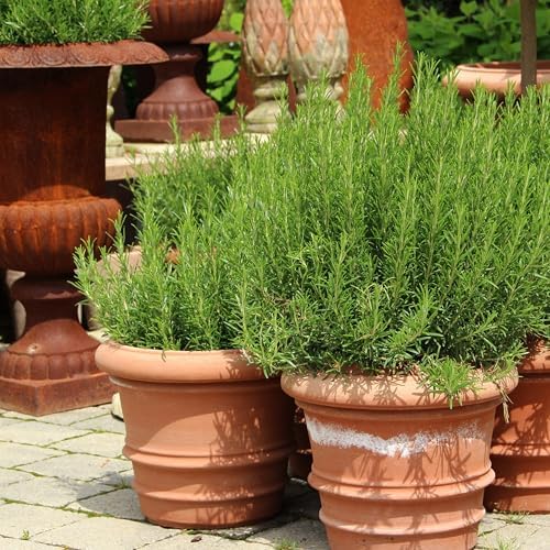 The Old Farmer's Almanac Heirloom Culinary Rosemary Herb Seeds - Premium Non-GMO, Open Pollinated, Drought & Cold Tolerant (1 Packet - 200 MG - Approx 180 Seeds) - Image 4