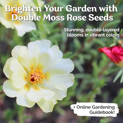 10,000 Mix Moss Rose Seeds for Planting (Portulaca grandiflora) - Purslane Double Flower Portulaca Seed, Drought Tolerant Flowering Ground Cover - Flower Seeds to Plant Outside, Beds, Baskets - Image 2