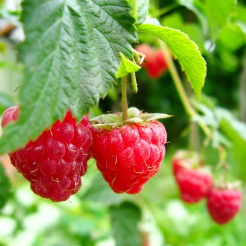 Red Raspberry Plant Live in 4" Pot - Edible Berry Bush Starter Plant - Image 3