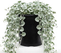 Dichondra Plant, Dichondra Ground Cover Plant for Planting, Ideal Lawn Alternative in Sun or Shady, 4" Pot (Silver Falls Dichondra) by Unknown