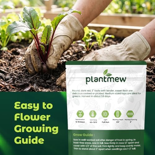 Detroit Dark Red Beet Seeds – 600 Heirloom Seeds for Planting, Open-Pollinated Garden Vegetable Root Seeds for Home Gardens - Image 3