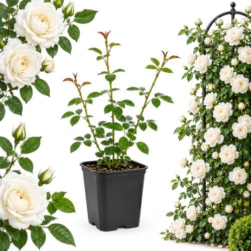 White Climbing Roses Live Plant - Large Size, Heirloom Climbing Rose Bush, Fragrant High-Yielding Perennial Flowering Vine for Trellis & Fence by GINGERGLOW
