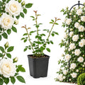 White Climbing Roses Live Plant - Large Size, Heirloom Climbing Rose Bush, Fragrant High-Yielding Perennial Flowering Vine for Trellis & Fence by GINGERGLOW