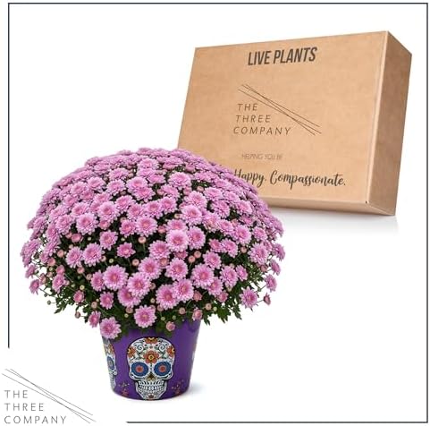 Chrysanthemum (Purple Skull Deco Pot), Pink Blooms, Live Fall Flowering Perennial, 15" Tall by 12" Wide in 3 Qt Pot - Image 6