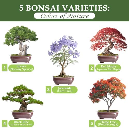 5 DIY Bonsai Tree Kit for Beginners, Complete Indoor Gardening Starter Kit with Seeds, Soils, Pots & Tools, Unique Birthday Gifts Ideas for Women, Men - Image 2
