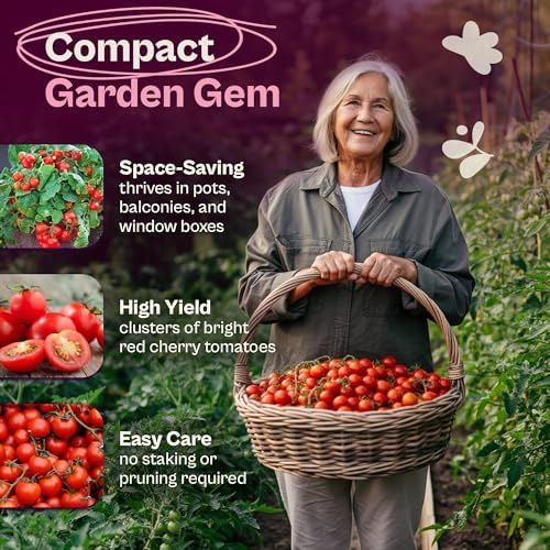 SVI 35 Cherry Tiny Tim Tomato Seeds (Solanum Lycoperscium) - Dwarf Cherry Tomato Seed Packets, Sweet Mini Tomatoes - Heirloom Vegetable Seeds for Containers, Patio, Indoor & Outdoor Garden - Image 3