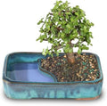 Brussel's Bonsai - Medium Jade Live Bonsai Tree, Potted Indoor Plant by BrusselsBonsai