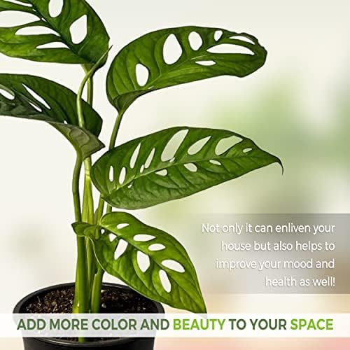 LEAL PLANTS ECUADOR Monstera Adansonii Swiss Cheese Plant (Pack of 2) Indoor houseplant | Live Plant Easy to Grow Indoor| Air Purifying Indoor Plant, Unique Gift for Plant Lovers - Image 6