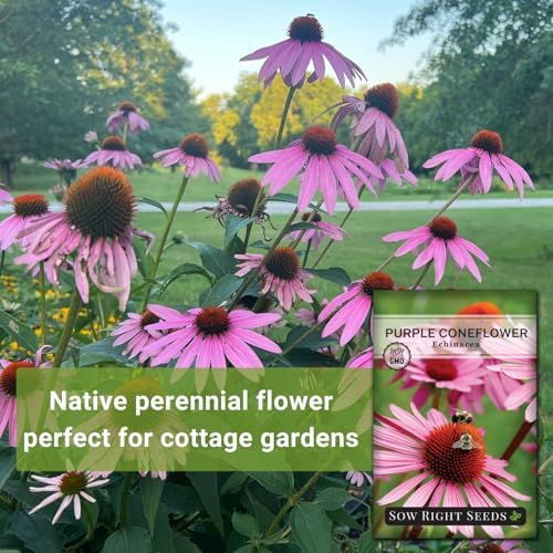 Sow Right Seeds - Purple Coneflower Seed for Planting Perennial Wildflower - Image 3