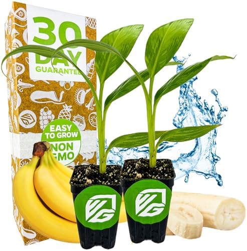 Dwarf Cavendish Banana Tree (2-Pack) Live Plant by Wellspring Gardens by WellspringGardens