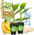 Dwarf Cavendish Banana Tree (2-Pack) Live Plant by Wellspring Gardens by WellspringGardens
