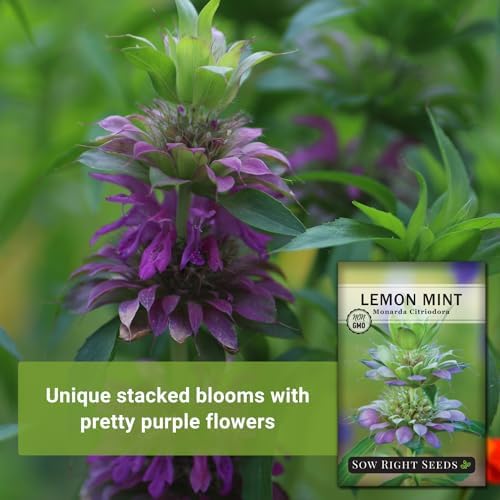 Sow Right Seeds - Lemon Mint Seed for Planting Perennial Medicinal Herb 3pk - Image 3