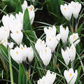 Jeanne d' Arc Giant Crocus Flower Bulbs - 10 Bulbs per Pack - Naturalizing - Perennializing by HollandBulbFarms