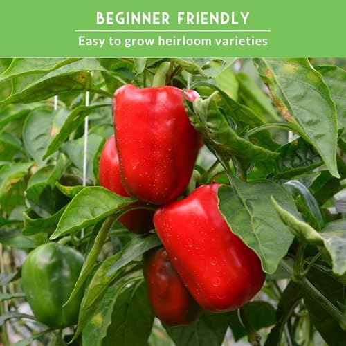 Sweet Pepper Seeds Variety Pack for Planting - Image 6