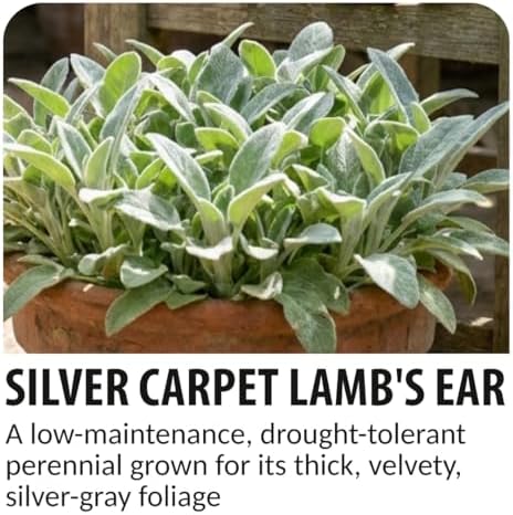Lamb’s Ear ‘Silver Carpet’ Live Plant Start Plugs | Soft Silvery Foliage Perennial | Drought Tolerant Ground Cover | Deer Resistant Garden Plants | Hardy Outdoor Landscaping Plants (5 Plants) - Image 5