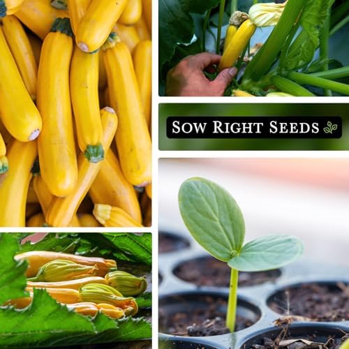 Sow Right Seeds- Golden Zucchini Seed for Planting Summer Squash Garden 2pk - Image 4