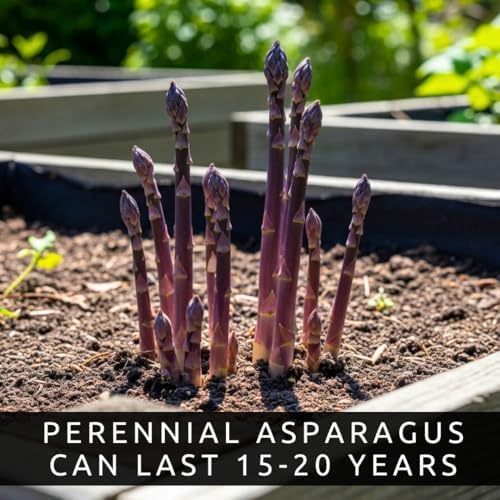 Purple Passion Asparagus Crowns 12 Pack | 2 Year Bare Root Live Plants | Sweet Purple Asparagus Variety | Cold Hardy High Yield Perennial - 12 Fresh Garden Roots - Image 5