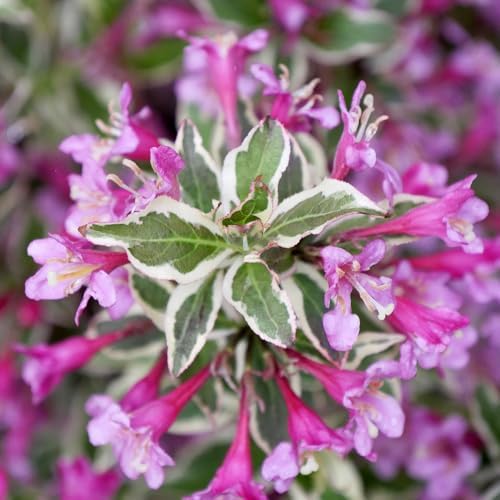 Live Plant from Green Promise Farms - Weigela Florida, My Monet #3 Gallon Size Container Pink Flowers - Image 2
