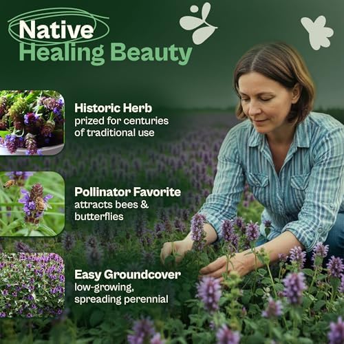 SVI 1000 Heal All Seeds (Prunella Vulgaris) - Self Heal, Medicinal Herb with Purple Blooms, Drought Tolerate, Easy Grow – Perennial Flower Seeds in Seed Packets for Outdoor Garden, Containers, Borders - Image 3