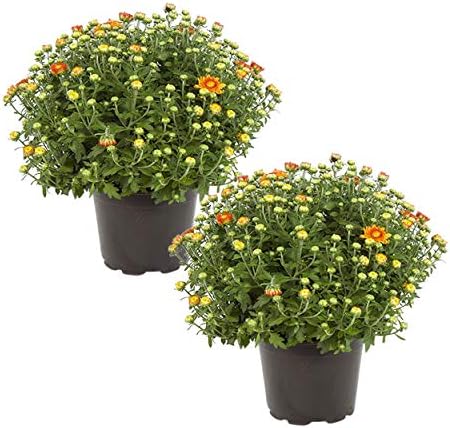 Chrysanthemum (2 Pack) - Orange Blooms, Live Fall Flowering Perennial, 13" Tall by 12" Wide in 3 Qt Pot by TheThreeCompany