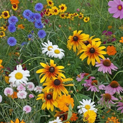 Eden Brothers Cut-Flower Wildflower Seed Mix by EdenBrothers
