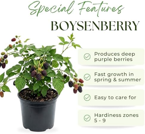 Thornless Boysenberry Live Plant, Sweet Berry Bush, 5-7 Inch Tall - Image 2