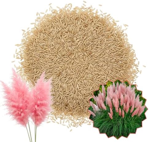 100 + Pink Pampas Grass Seeds for Planting, Garden Grasses - Image 3